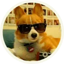 😎 emoji Корги @lennysticker Telegram sticker 22 of 32