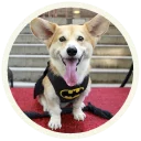🦇 emoji Корги @lennysticker Telegram sticker 14 of 32