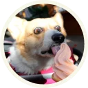 🍡 emoji Корги @lennysticker Telegram sticker 24 of 32
