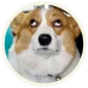 😐 emoji Корги @lennysticker Telegram sticker 5 of 32