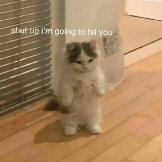 😒 emoji Котики Telegram sticker 13 of 34