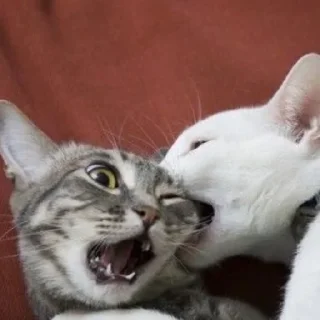 ❤️ emoji Котики Telegram sticker 15 of 34