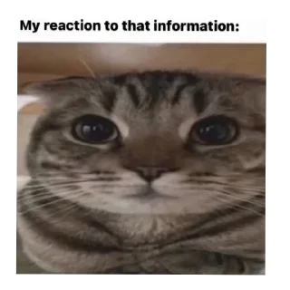 🐱 emoji crap Telegram sticker 16 of 27