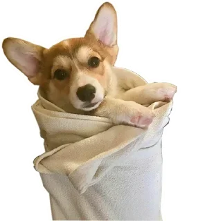 ☹️ emoji Corgis @stickersb2b Telegram sticker 12 of 20