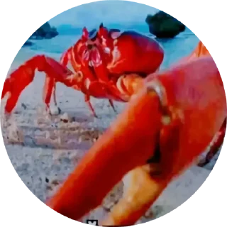 🌟 emoji Никита крутой тип👍 Telegram sticker 10 of 26