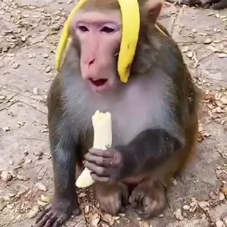 🫠 emoji Никита крутой тип👍 Telegram sticker 8 of 26