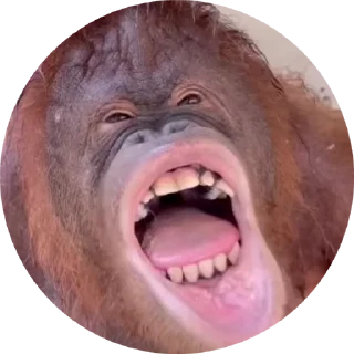 🌟 emoji Никита крутой тип👍 Telegram sticker 5 of 26