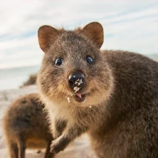 Sticker from Quokka (@pt_stickers)