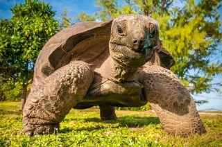 🐢 emoji turtles Telegram sticker 15 of 18