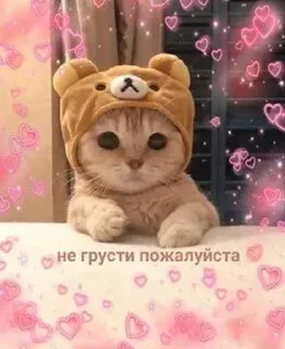 Sticker from да, Ларёк, это кошки