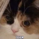Sticker from Зачем?