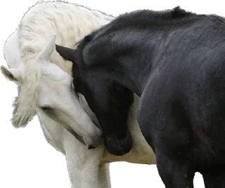 🤍 emoji lovelovelove Telegram sticker 7 of 85