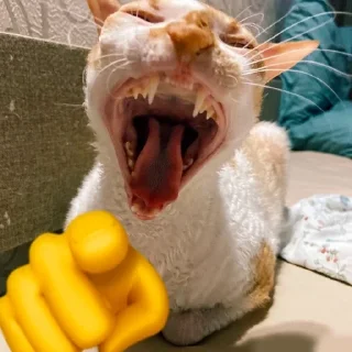 Sticker from cats laugh at you