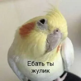 🥹 emoji я пиздюк. ➡️ @Ctikerubot Telegram sticker 9 of 25