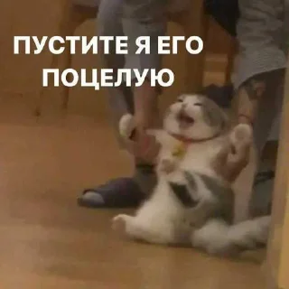 ☺️ emoji я пиздюк. ➡️ @Ctikerubot Telegram sticker 21 of 25