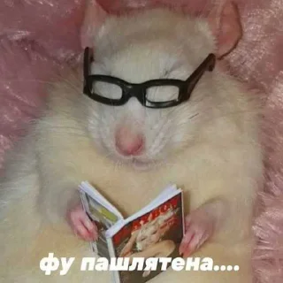 😅 emoji я пиздюк. ➡️ @Ctikerubot Telegram sticker 10 of 25