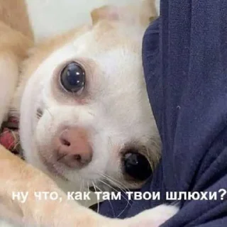 😎 emoji я пиздюк. ➡️ @Ctikerubot Telegram sticker 19 of 25