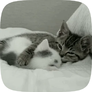 🐾 emoji Лучшие стикеры: @animstikers1 Telegram sticker 8 of 45