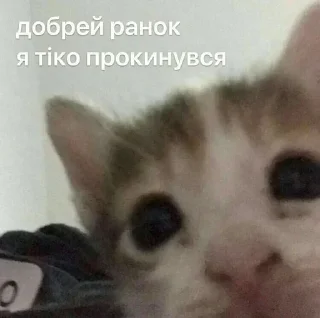 Sticker from Котики💗