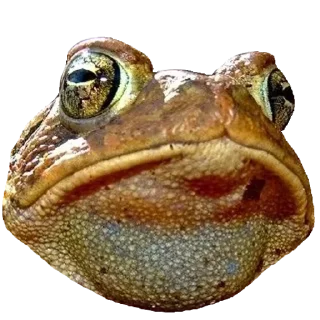 😒 emoji Больше стиков тут: @stikery4 Telegram sticker 23 of 119