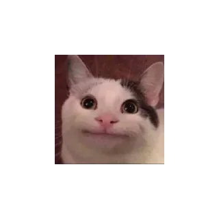 😄 emoji Beluga Telegram sticker 9 of 10