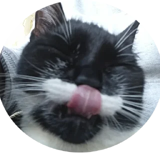 😝 emoji 🐈‍⬛кошечка тоши🐈‍⬛ Telegram sticker 6 of 43