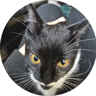 Sticker from 🐈‍⬛кошечка тоши🐈‍⬛