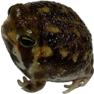 😕 emoji жабки!! Telegram sticker 2 of 89