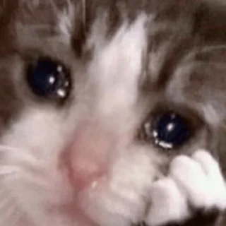 😭 emoji Грустные котики Telegram sticker 1 of 15
