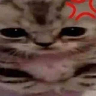 Sticker from котики