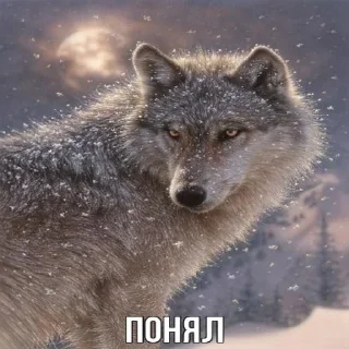 ☝️ emoji Волчья мудрость ☝️☝️☝️ (матершинное) Telegram sticker 11 of 102