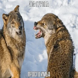 ☝️ emoji Волчья мудрость ☝️☝️☝️ (матершинное) Telegram sticker 13 of 102