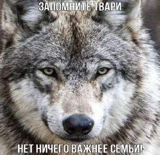 ☝️ emoji Волчья мудрость ☝️☝️☝️ (матершинное) Telegram sticker 4 of 102