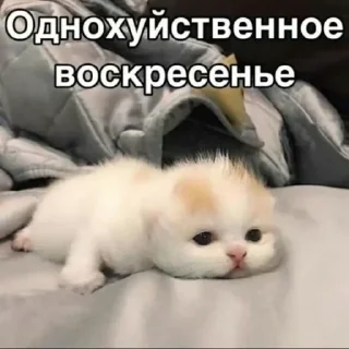 😂 emoji Набор беляша Telegram sticker 11 of 12