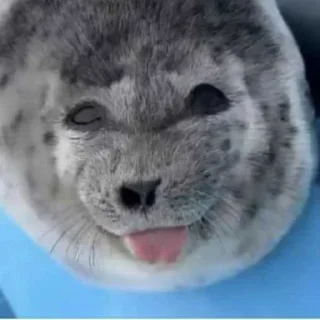😜 emoji Seals❤️🦭 ➡️ @Ctikerubot Telegram sticker 8 of 41