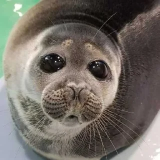 🥺 emoji Seals❤️🦭 ➡️ @Ctikerubot Telegram sticker 6 of 41