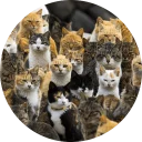 👨 emoji Some Cats Telegram sticker 17 of 37