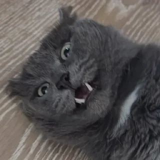 😲 emoji кот как смысл жизни Telegram sticker 18 of 32