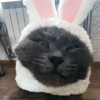 😉 emoji кот как смысл жизни Telegram sticker 4 of 32