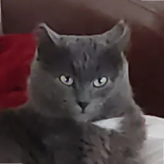 😡 emoji кот как смысл жизни Telegram sticker 1 of 32