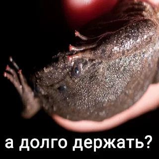 💁‍♀️ emoji Держи жабу Telegram sticker 8 of 73