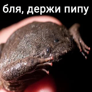 🌭 emoji Держи жабу Telegram sticker 20 of 73