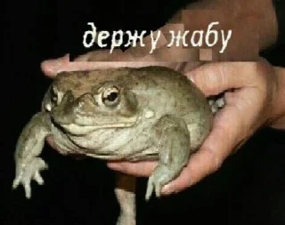 🐸 emoji Бля, держи! Telegram sticker 5 of 17