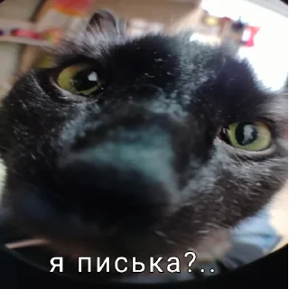 😵‍💫 emoji Пельмени,это очень вкусные пельмени Telegram sticker 7 of 17