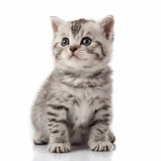 🙃 emoji нагетсы вкусные Telegram sticker 8 of 25