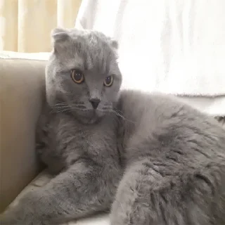 😲 emoji Господин Мартин Telegram sticker 6 of 59