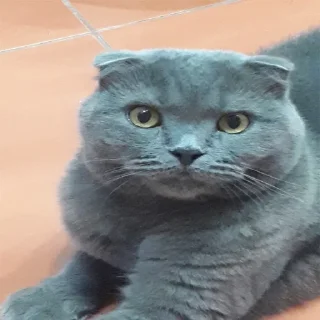 😱 emoji Господин Мартин Telegram sticker 13 of 59