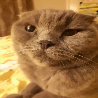 😜 emoji Господин Мартин Telegram sticker 20 of 59