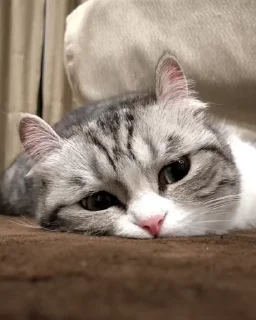 😔 emoji Грустный мяу @tenerezze Telegram sticker 5 of 14