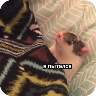 Sticker from Тот самый Сапушка @TgEmodziBot